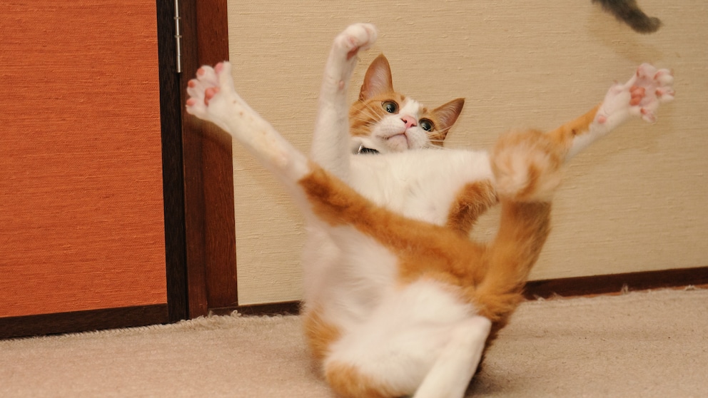 Eine orange Katze dreht sich auf den Rücken und macht komische Verrenkungen