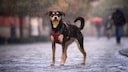 Hund steht auf Straße im Regen
