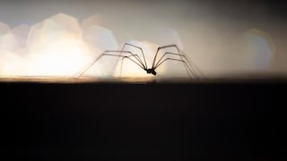 Zitterspinne krabbelt über den Boden
