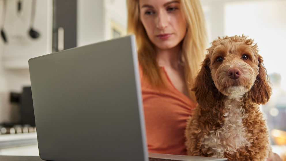 Frau checkt ihre Tierkrankenversicherung mit Cockapoo auf dem Schoß