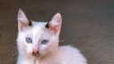 Eine Katze der Rasse Ojos Azules sitzt auf dem Boden