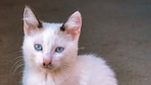 Eine Katze der Rasse Ojos Azules sitzt auf dem Boden