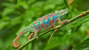 Pantherchamäleon (Furcifer pardalis), Männchen, auf Ast sitzend mit grünen Pflanzen im Hintergrund