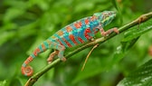 Pantherchamäleon (Furcifer pardalis), Männchen, auf Ast sitzend mit grünen Pflanzen im Hintergrund