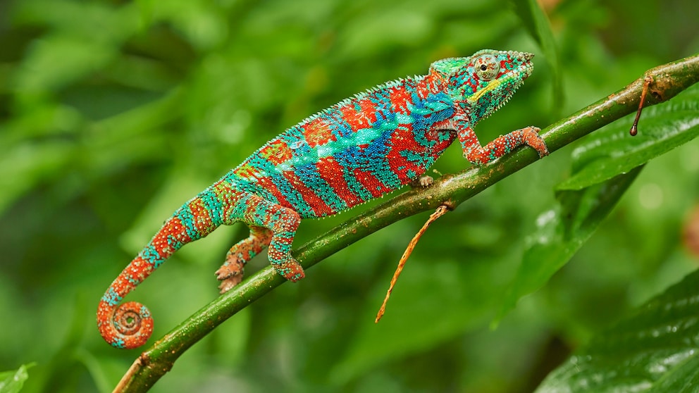 Pantherchamäleon (Furcifer pardalis), Männchen, auf Ast sitzend mit grünen Pflanzen im Hintergrund