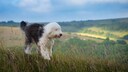 Ein Old English Sheepdog steht auf einer Weide