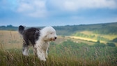 Ein Old English Sheepdog steht auf einer Weide