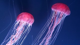 Die größten und gefährlichsten Quallen im Mittelmeer