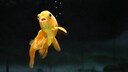 Goldfisch auf schwarzem Hintergrund