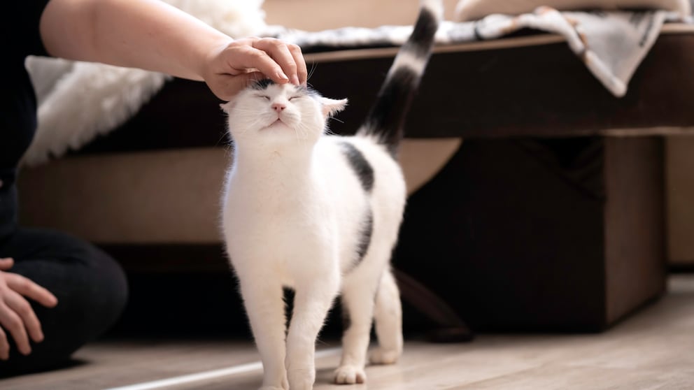 Eine Katze schnurrt, während sie am Kopf gestreichelt wird