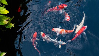 Koi-Karpfen schwimmen durch ihren Teich