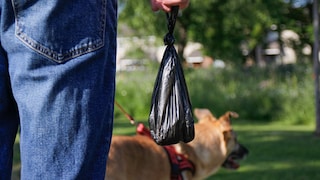 Besitzer, der mit dem Hund Gassie geht und einen gefüllten Kotbeutel trägt