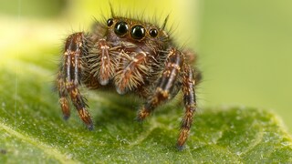 Nahaufnahme einer Springspinne auf einem Blatt