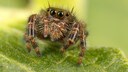 Nahaufnahme einer Springspinne auf einem Blatt