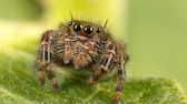 Nahaufnahme einer Springspinne auf einem Blatt