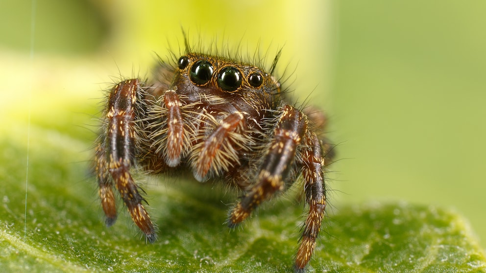 Nahaufnahme einer Springspinne auf einem Blatt