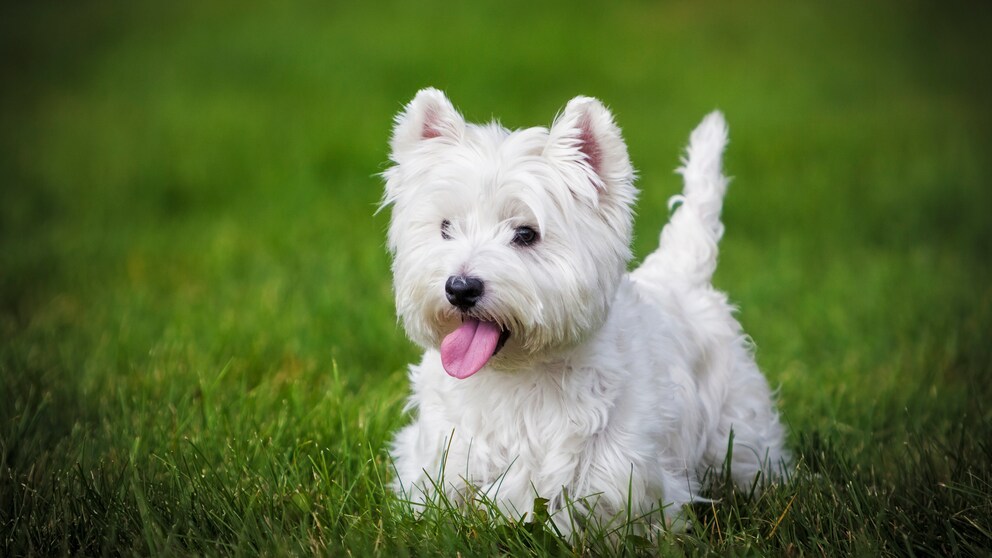 Der West Highland White Terrier, liebevoll auch "Westie" genannt, ist eine der kleinsten Terrier-Rassen.