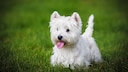 Der West Highland White Terrier, liebevoll auch „Westie“ genannt, ist eine der kleinsten Terrier-Rassen.