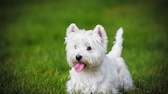 Der West Highland White Terrier, liebevoll auch "Westie" genannt, ist eine der kleinsten Terrier-Rassen.