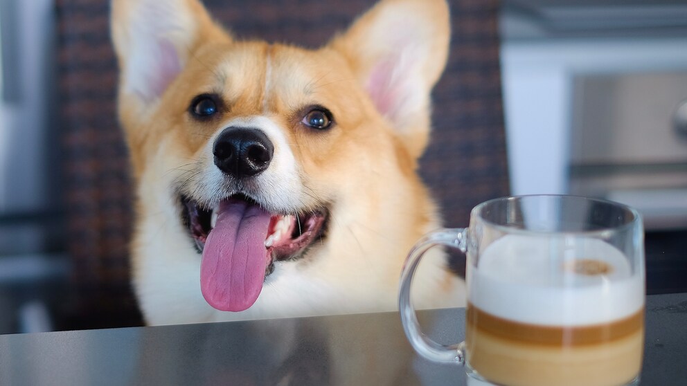 Ein Corgi sitzt auf einem Stuhl neben einem Pumpkin Spice Latte für Hunde
