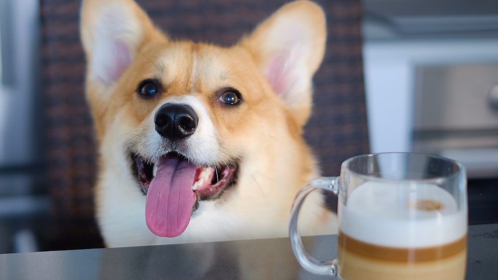 Ein Corgi sitzt auf einem Stuhl neben einem Pumpkin Spice Latte für Hunde