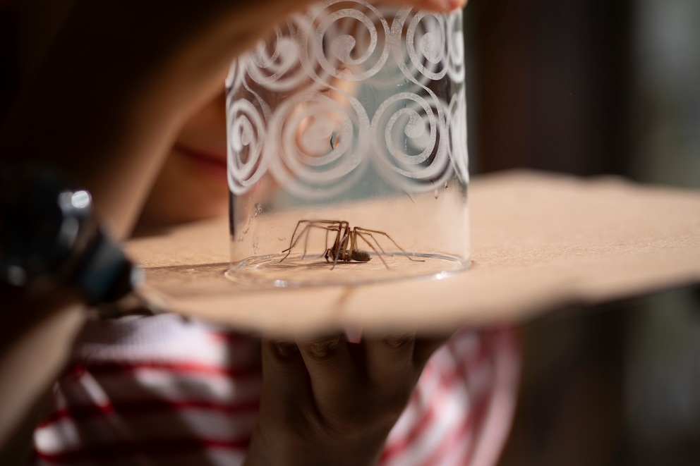 Hausspinne gefangen unter einem Glas mit Pappe