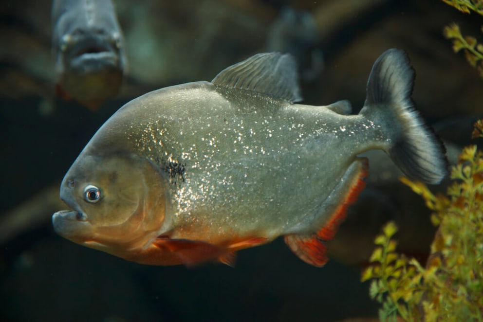 Red Piranha Pygocentrus nattereri swimming in an aquarium