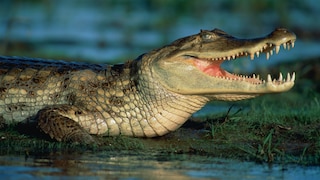 Kaiman (Caiman crocodilus crocodilus) im Wasser in Venezuela