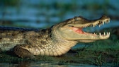 Kaiman (Caiman crocodilus crocodilus) im Wasser in Venezuela