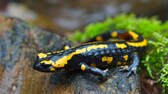 Europäischer Feuersalamander auf einem Stein mit Moos