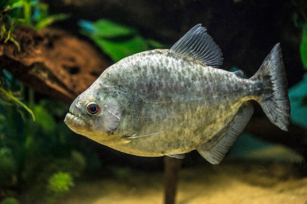 Black Piranha (Serrasalmus rhombeus) swimming underwater
