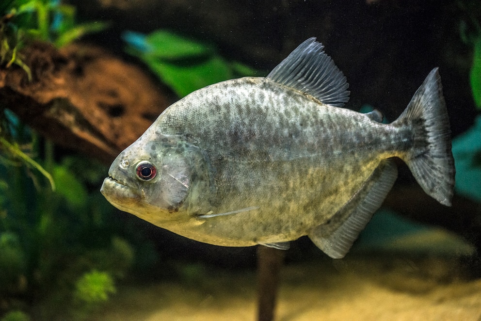 Schwarzer Piranha (Serrasalmus rhombeus) unter Wasser schwimmend