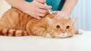 Orange Katze wird vom Tierarzt geimpft