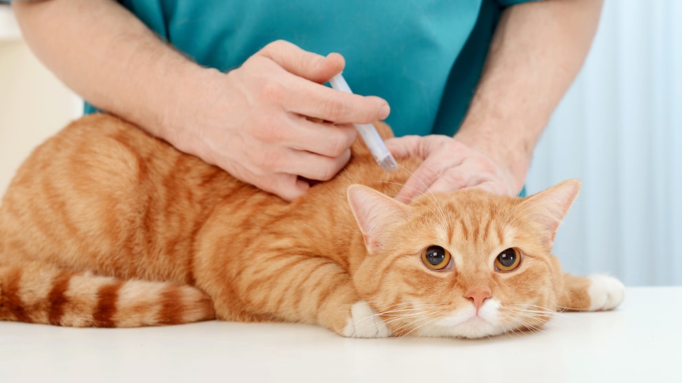 Orange Katze wird vom Tierarzt geimpft
