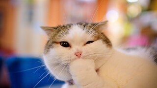 Katze, die sich beim Putzen an der Pfote knabbert