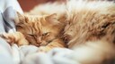 Schlafende, verärgert schauende Katze mit langen, orangefarbenem Fell