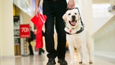 Blindenführhund mit Halter im Einkaufszentrum
