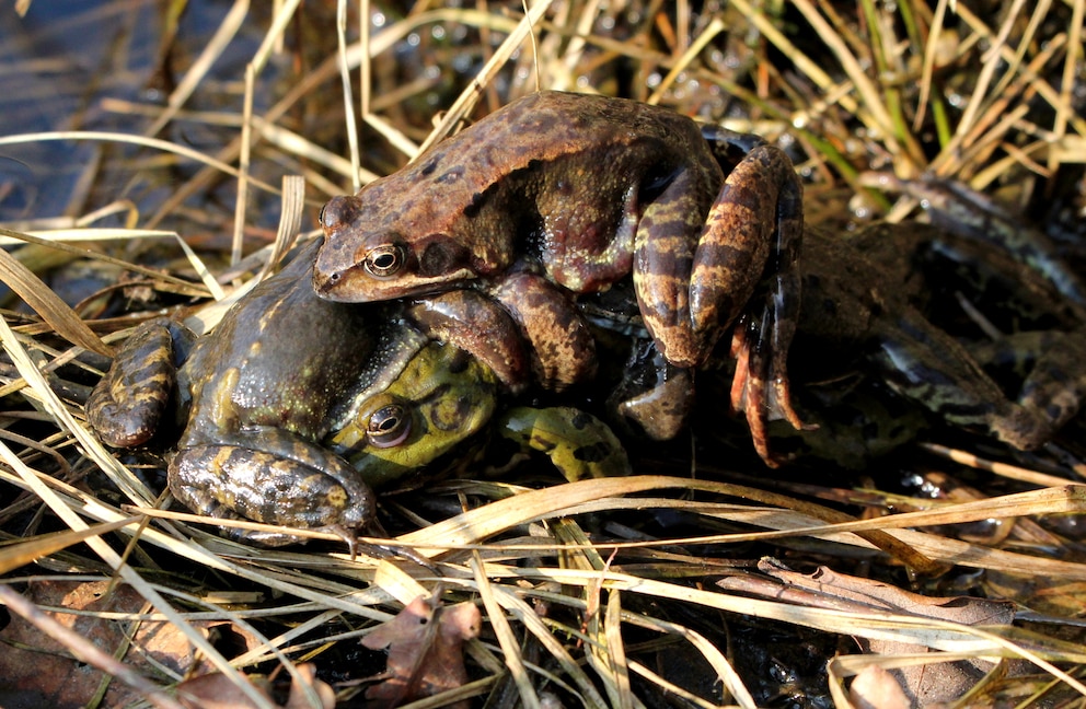 „Paarungsball“ aus mehreren Männchen des Grasfrosches (Rana temporaria), die sich um ein Weibchen klammern.