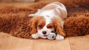 Ein kleiner Cavalier King Charles Spaniel liegt auf einem Teppich und kaut an einem Ball