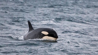 Orca in der Wasseroberfläche des Meeres schwimmend