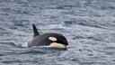 Orca in der Wasseroberfläche des Meeres schwimmend