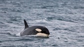 Orca in der Wasseroberfläche des Meeres schwimmend