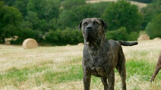 Ein Presa Canario (auch Dogo Canario) steht auf einer abgemähten Wiese