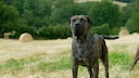 Ein Presa Canario (auch Dogo Canario) steht auf einer abgemähten Wiese