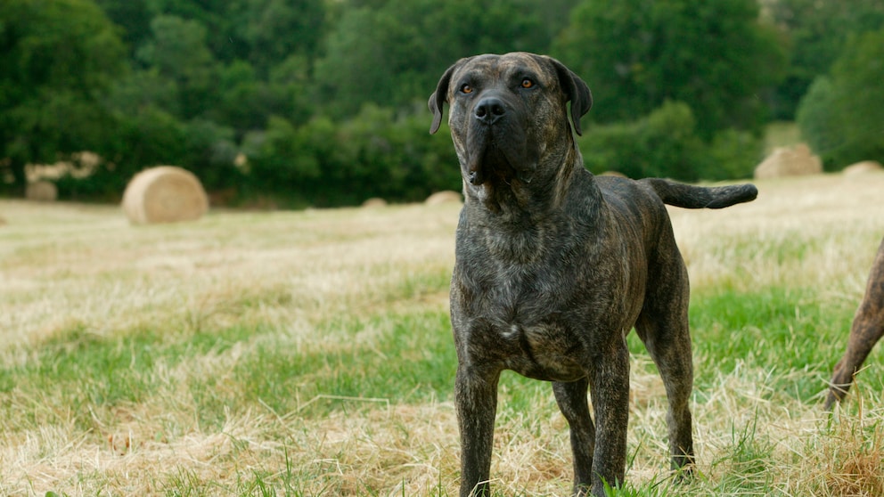 Ein Presa Canario (auch Dogo Canario) steht auf einer abgemähten Wiese