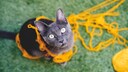 Overhead-Shot von einer grauen Katze auf grünem Teppich mit gelber Wolle umwickelt
