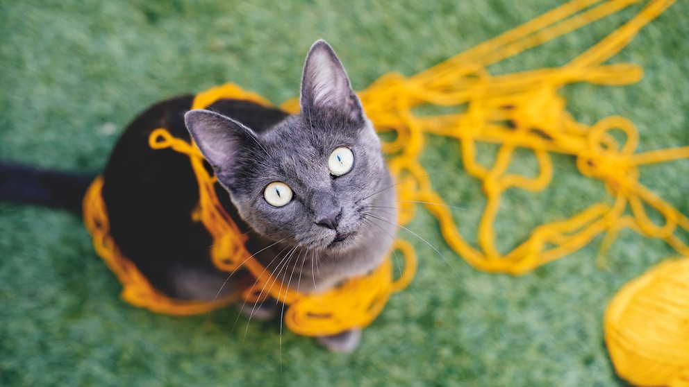 Overhead-Shot von einer grauen Katze auf grünem Teppich mit gelber Wolle umwickelt