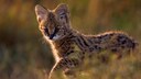 Ein junger Serval läuft durch die Steppe