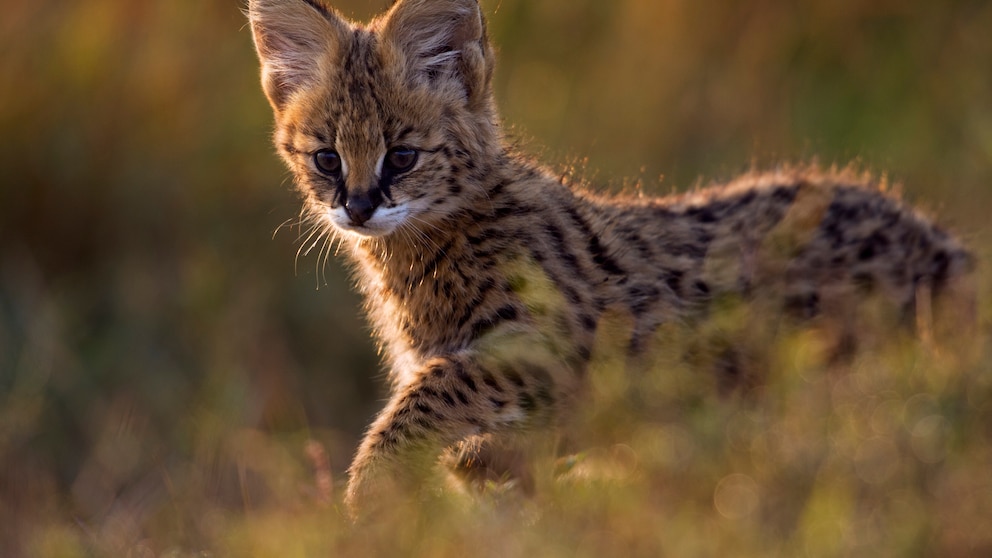 Ein junger Serval läuft durch die Steppe