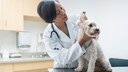 Durch effektives Medical Training kann der Hund auf typische Stresssituationen wie Tierarztbesuche bestens vorbereitet werden.